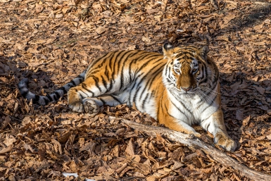 Великий путешественник, загадочный следопыт и мама-кошка: удивительные истории спасенных тигров Дальнего Востока